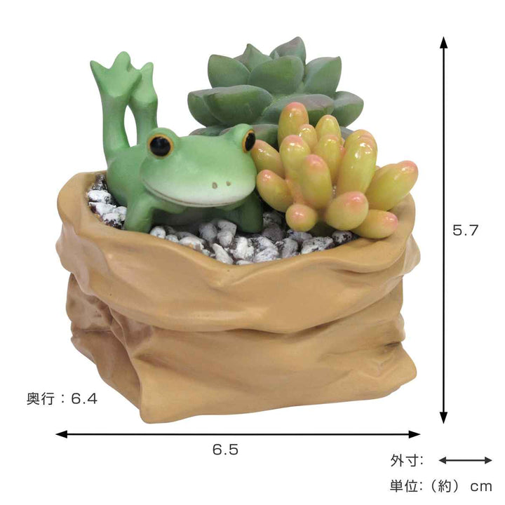 コポー多肉植物とカエルカエル置物