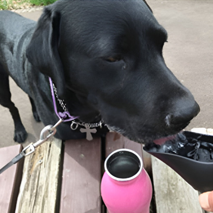 給水器ループステンレスボトルＬ750ml犬散歩ペット用