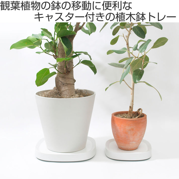 tidyプランタースタンドプランタブルPlantable