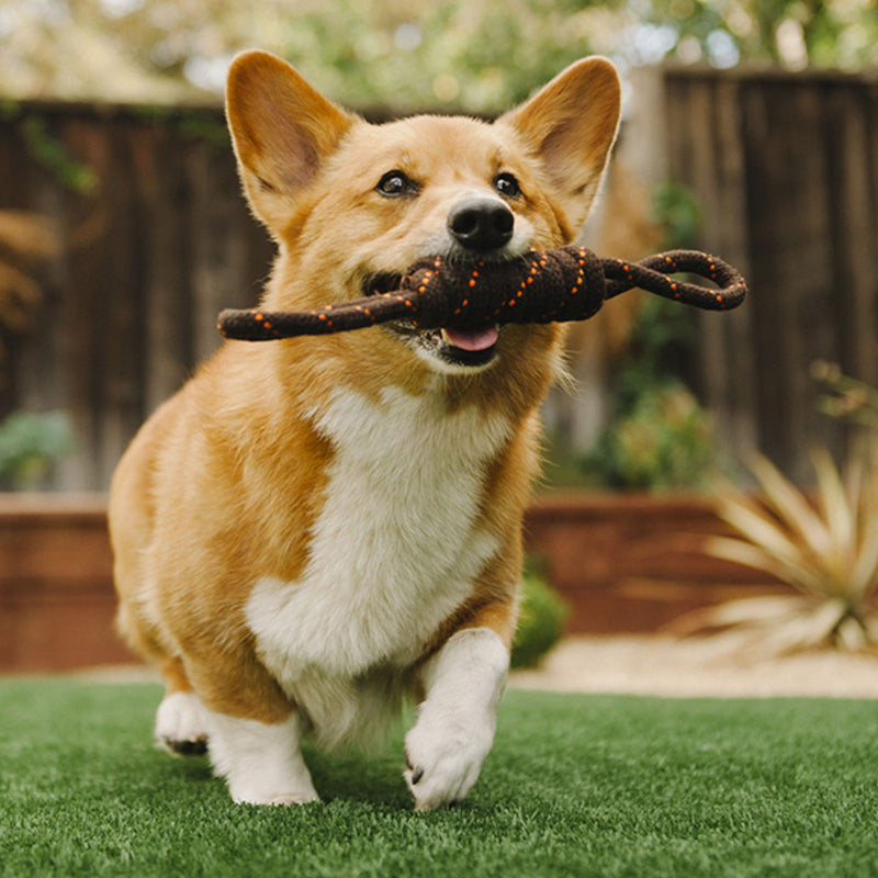 おもちゃ犬P.L.A.Y.ロープトイSタグ噛む